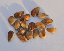 Malus sieversii seeds collected in Kazakhstan.